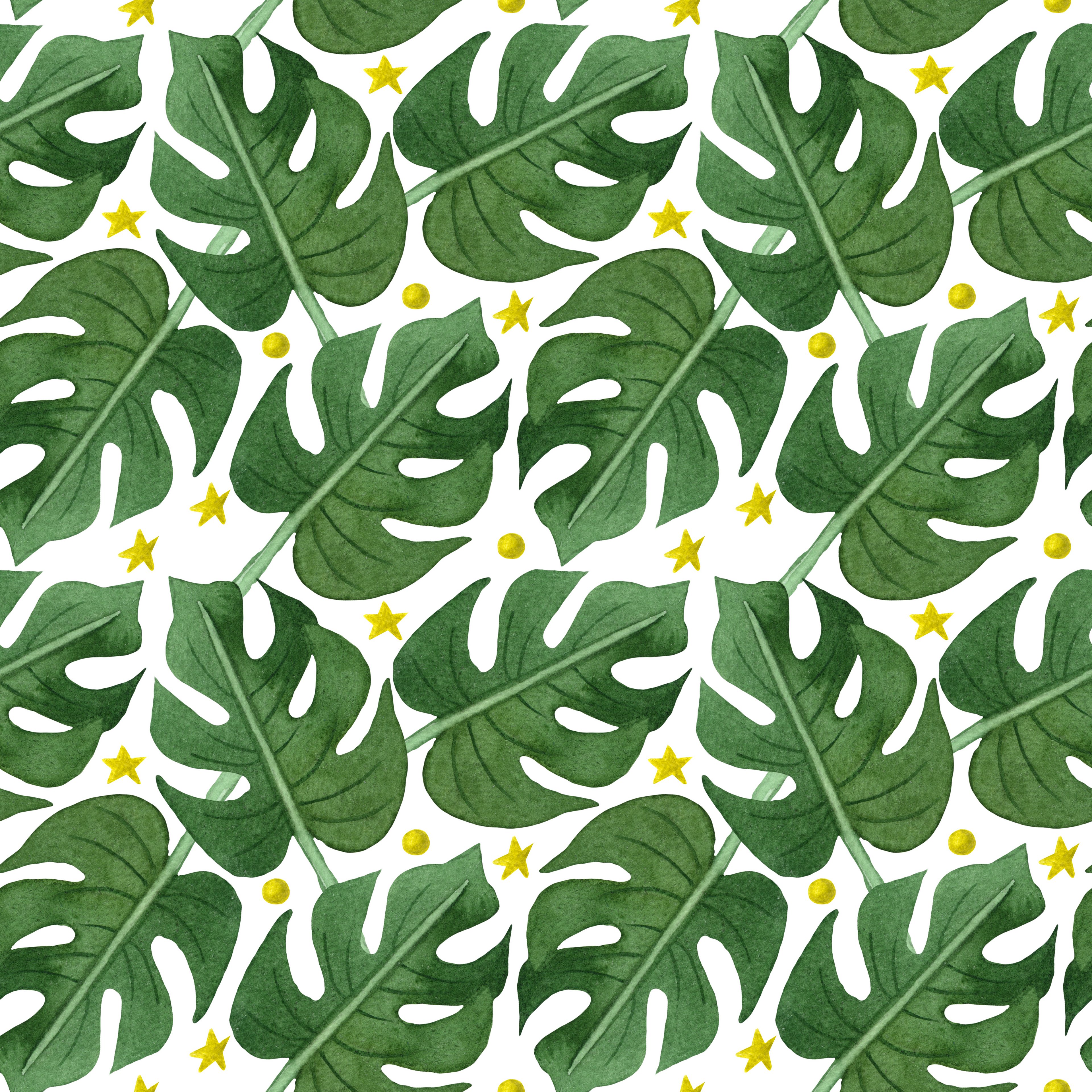 Monstera 1