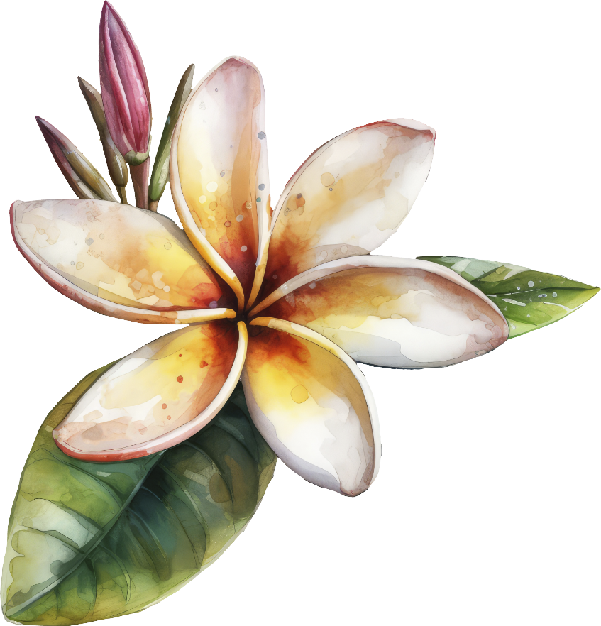 Plumeria 8