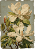 Gilded Magnolia Collection- Vinyl 12