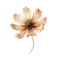 Spring '26 Collection -Decal 12