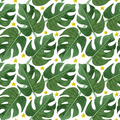 Monstera 1