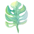 Monstera Decal 2