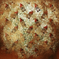 Christmas Vinyl 316