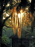 Bourbon to Bayou Collection- Vinyl 3