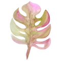 Monstera Decal 5