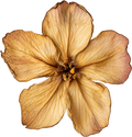 Boho Collection- Decal 7