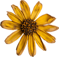 Boho Collection- Decal 6