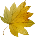 Collection B-Green Leaf Decal