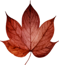 Collection B-Red Leaf Decal