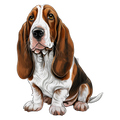 Bassett Hound 5