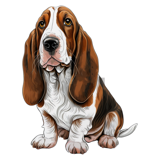 Bassett Hound 5