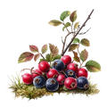 Berries D2