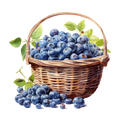 Blueberries Decal 25