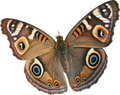 Butterfly I