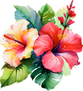 Hibiscus 2