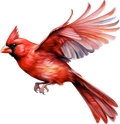 Cardinal 3
