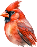Cardinal 4