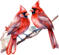 Cardinal 5