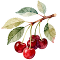 Cherries Decal 3