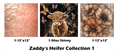 Zaddy's Heifer Collection 1