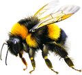 Autumn Bee Collection- Decal 9