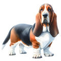 Bassett Hound 3