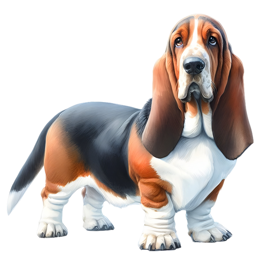 Bassett Hound 3
