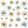 Floral Element Sheet -Daisies