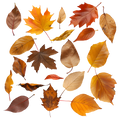 Element Sheet 2- Leaves