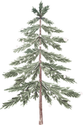 Collection F-Tree