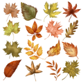 Fall Element Sheet 2