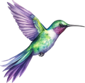 Hummingbird 7