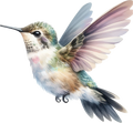 Hummingbird 9