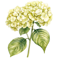 Hydrangea Decal 1
