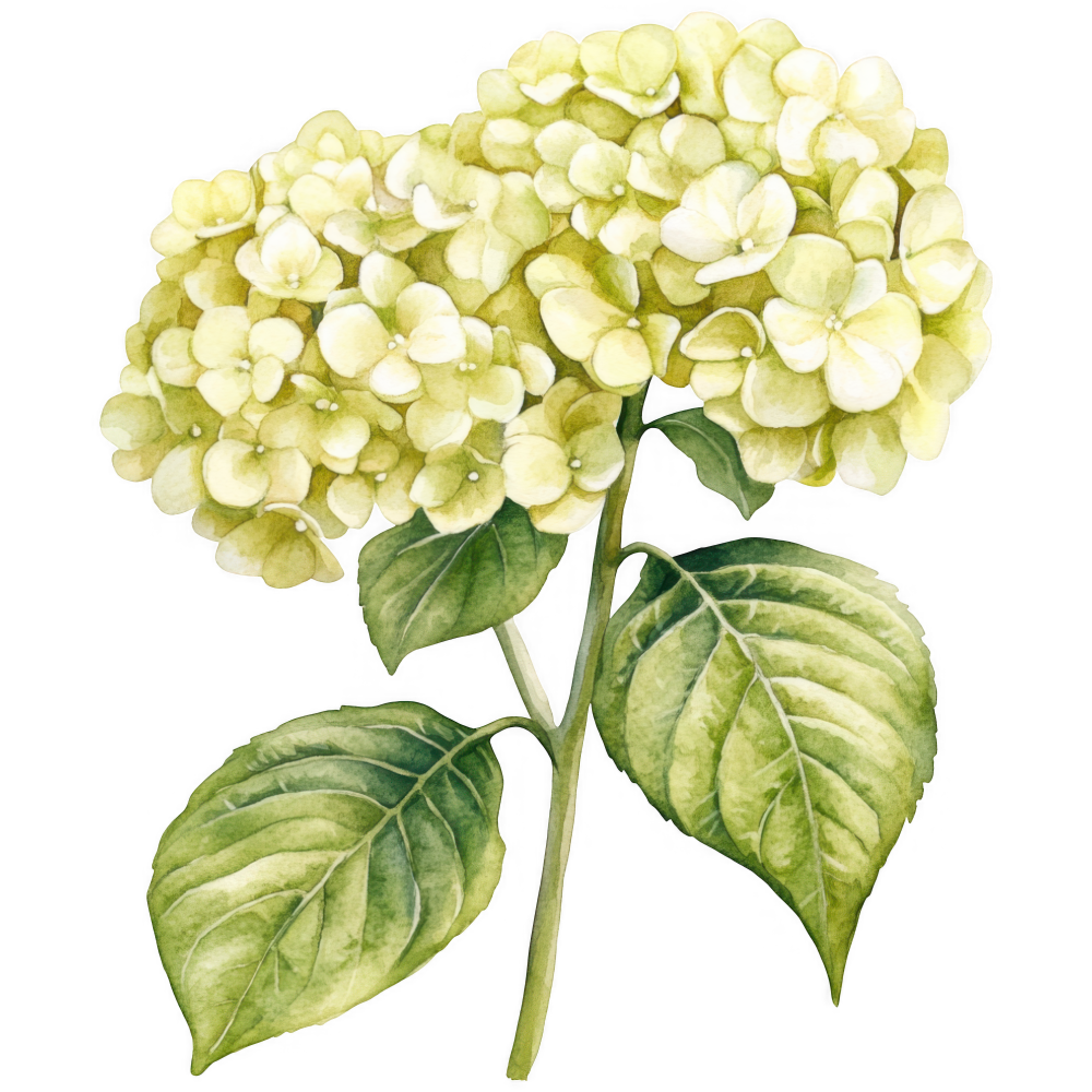 Hydrangea Decal 1