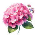 Hydrangea Decal 10