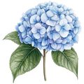 Hydrangea Decal 13