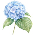 Hydrangea Decal 14