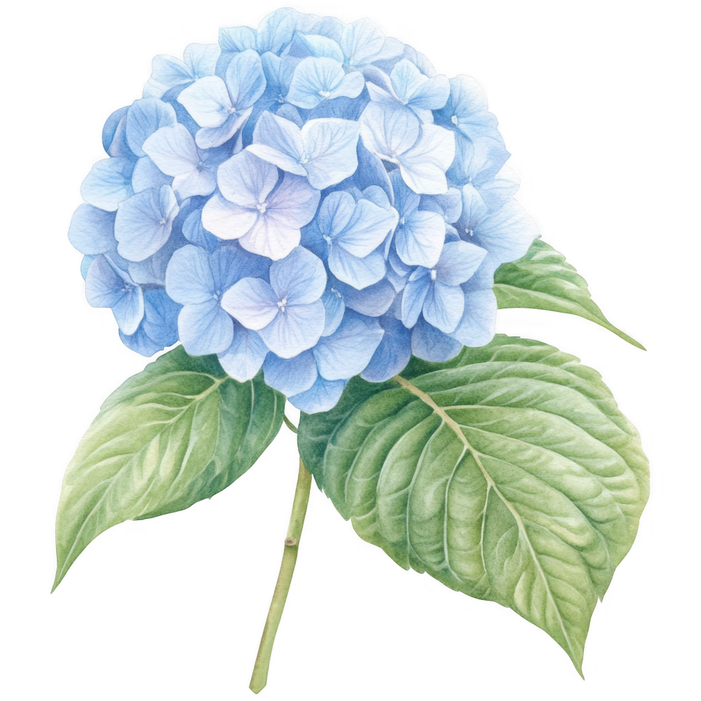 Hydrangea Decal 14
