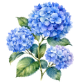 Hydrangea Decal 17