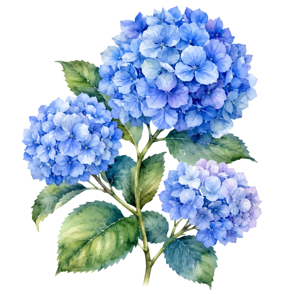 Hydrangea Decal 17