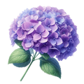 Hydrangea Decal 18