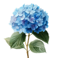 Hydrangea Decal 19