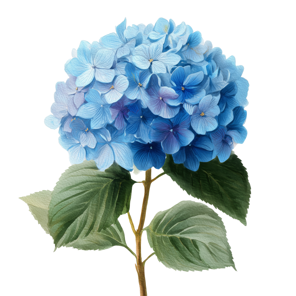 Hydrangea Decal 19