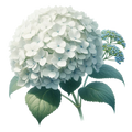 Hydrangea Decal 2