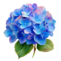 Hydrangea Decal 20