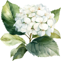 Hydrangea Decal 3