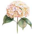 Hydrangea Decal 4