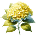 Hydrangea Decal 5