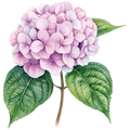 Hydrangea Decal 6